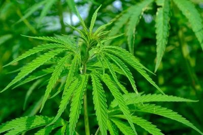 Sintesi del convegno di Tonara del 27.11.2021 sulla cannabis
